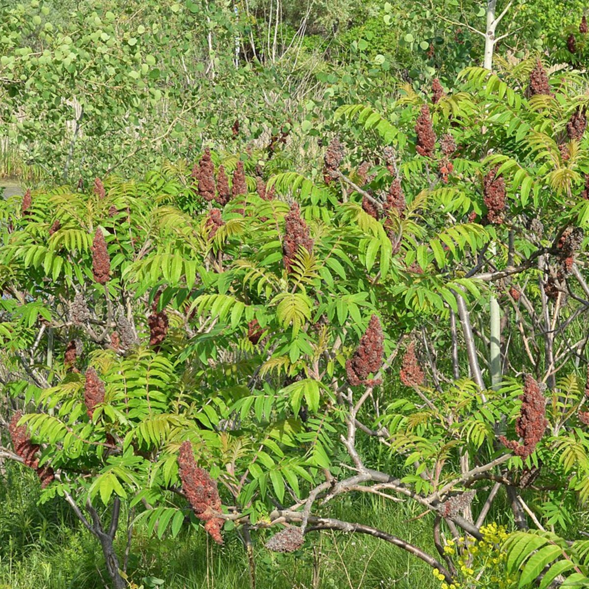R. Hodnett, Staghorn_Sumac, CC BY-SA 4.0